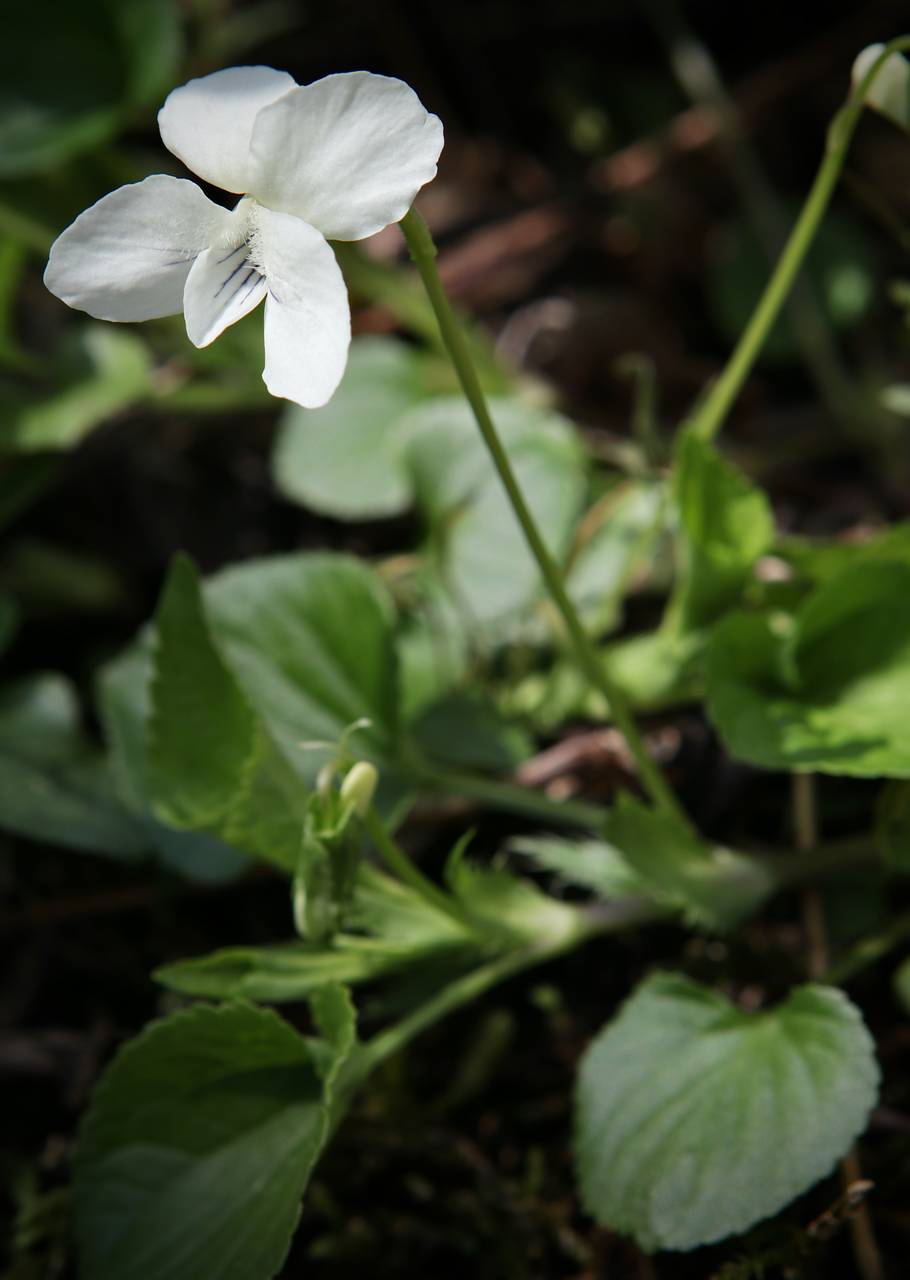 Photo of Striped Cream Violet