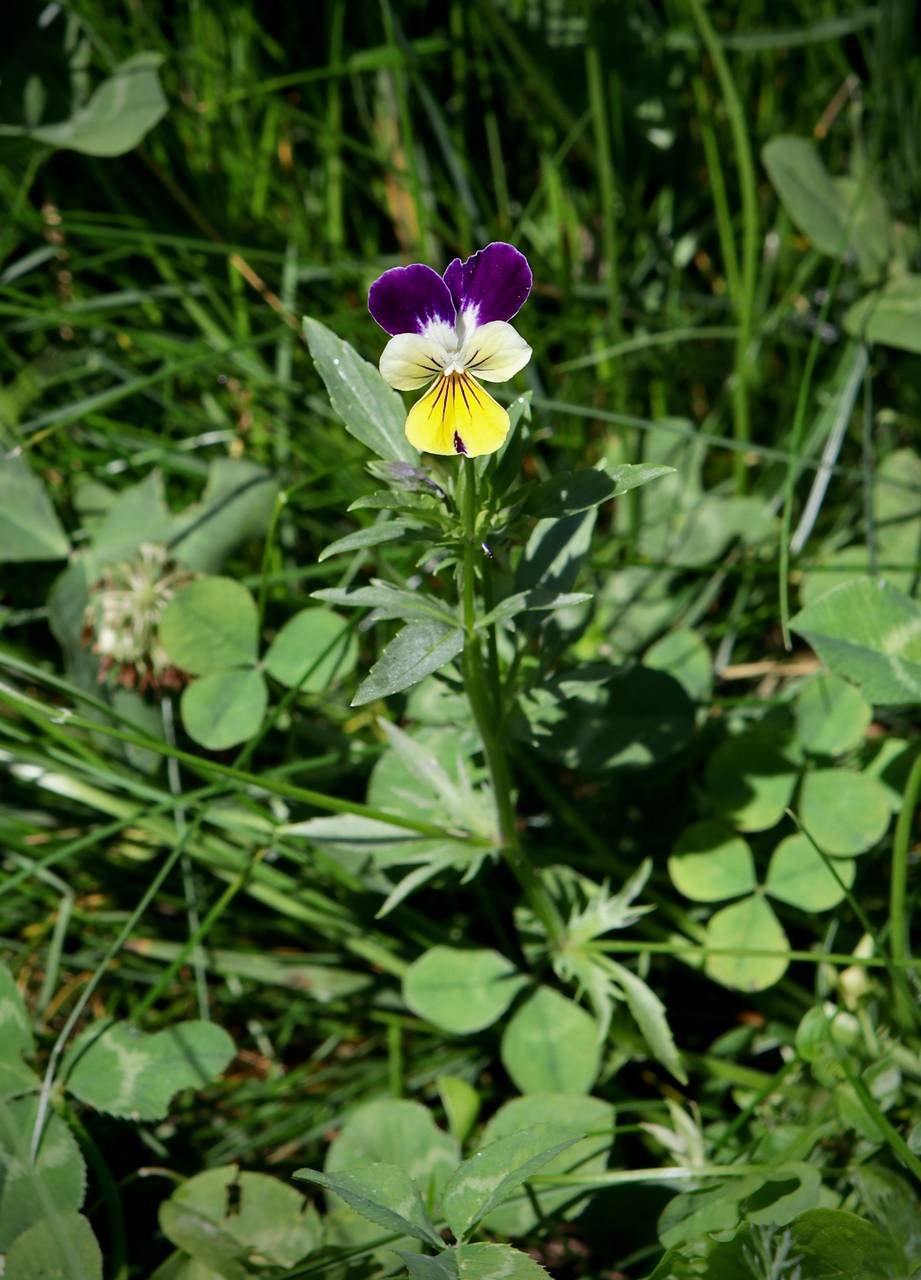 Photo of Wild Pansy