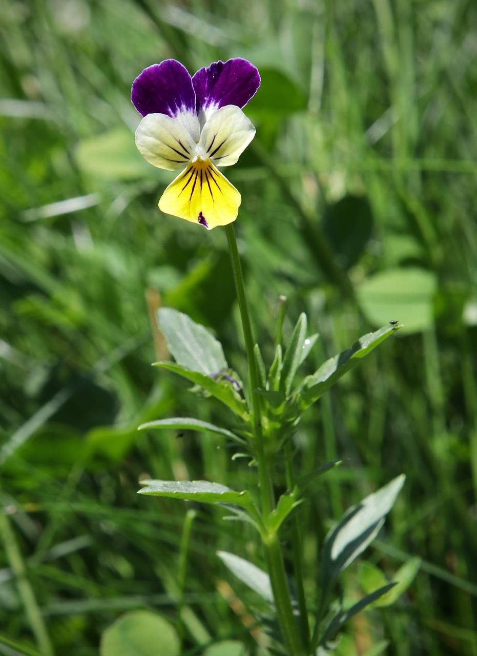 Photo of Wild Pansy