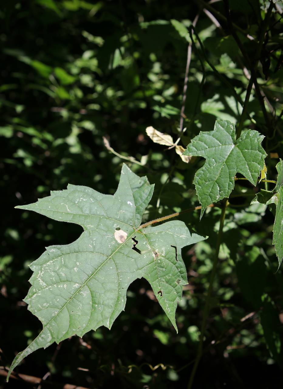 Photo of Summer Grape