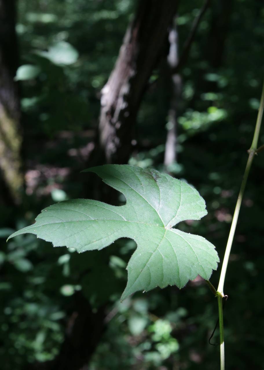 Photo of Summer Grape