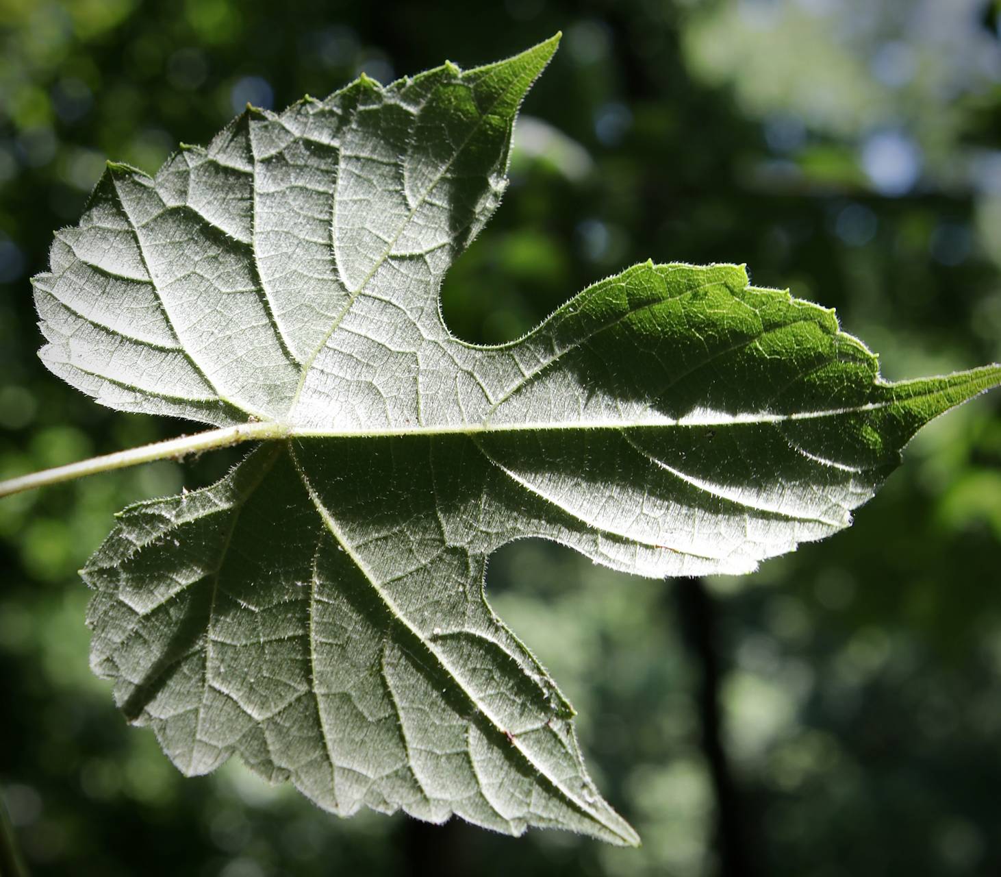 Photo of Summer Grape