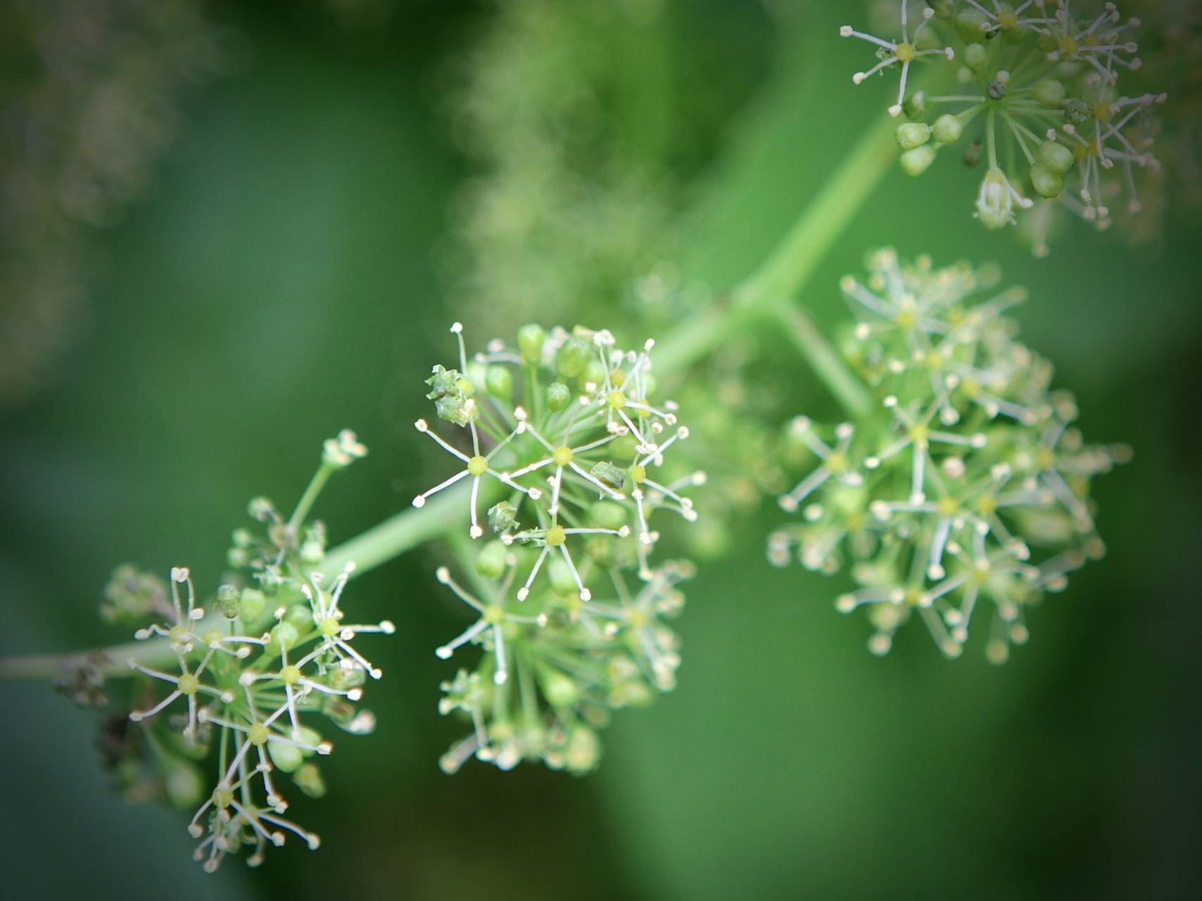 Photo of Riverbank Grape
