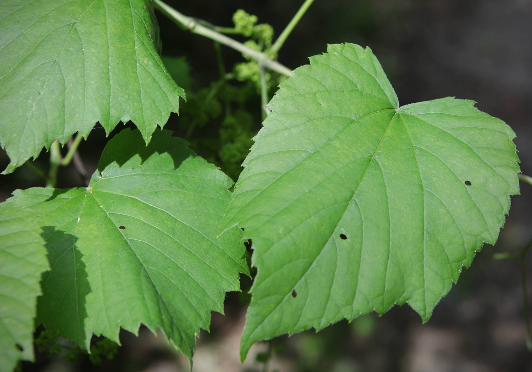 Photo of Riverbank Grape