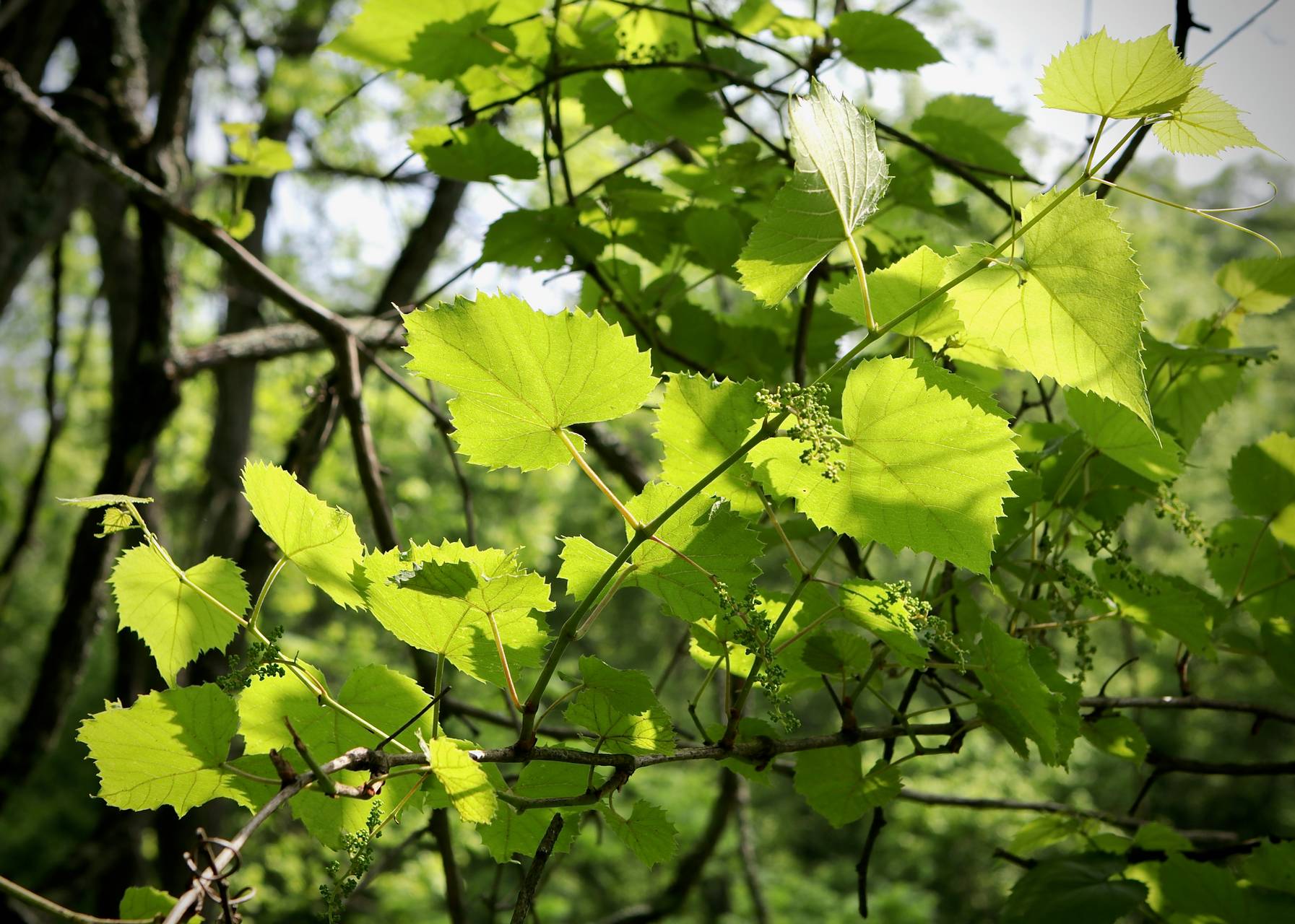 Photo of Riverbank Grape