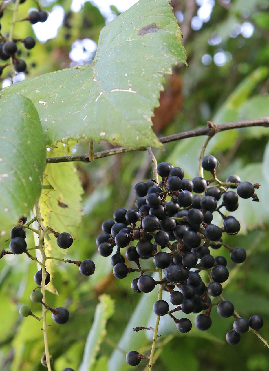 Photo of Frost Grape