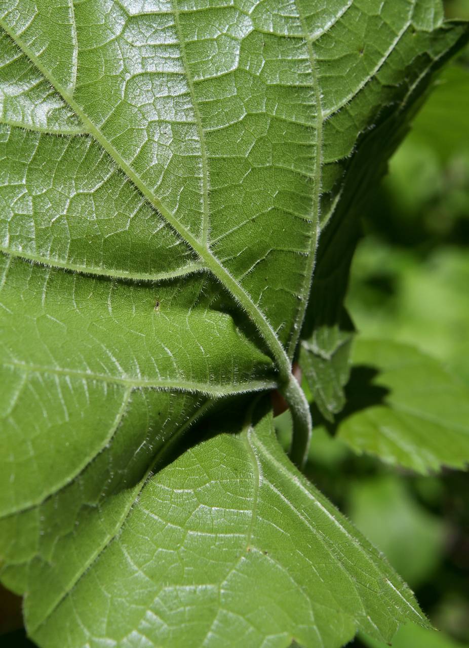 Photo of Frost Grape
