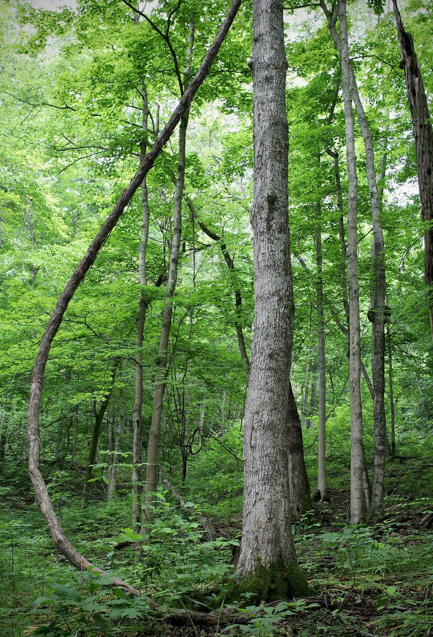 Photo of Frost Grape