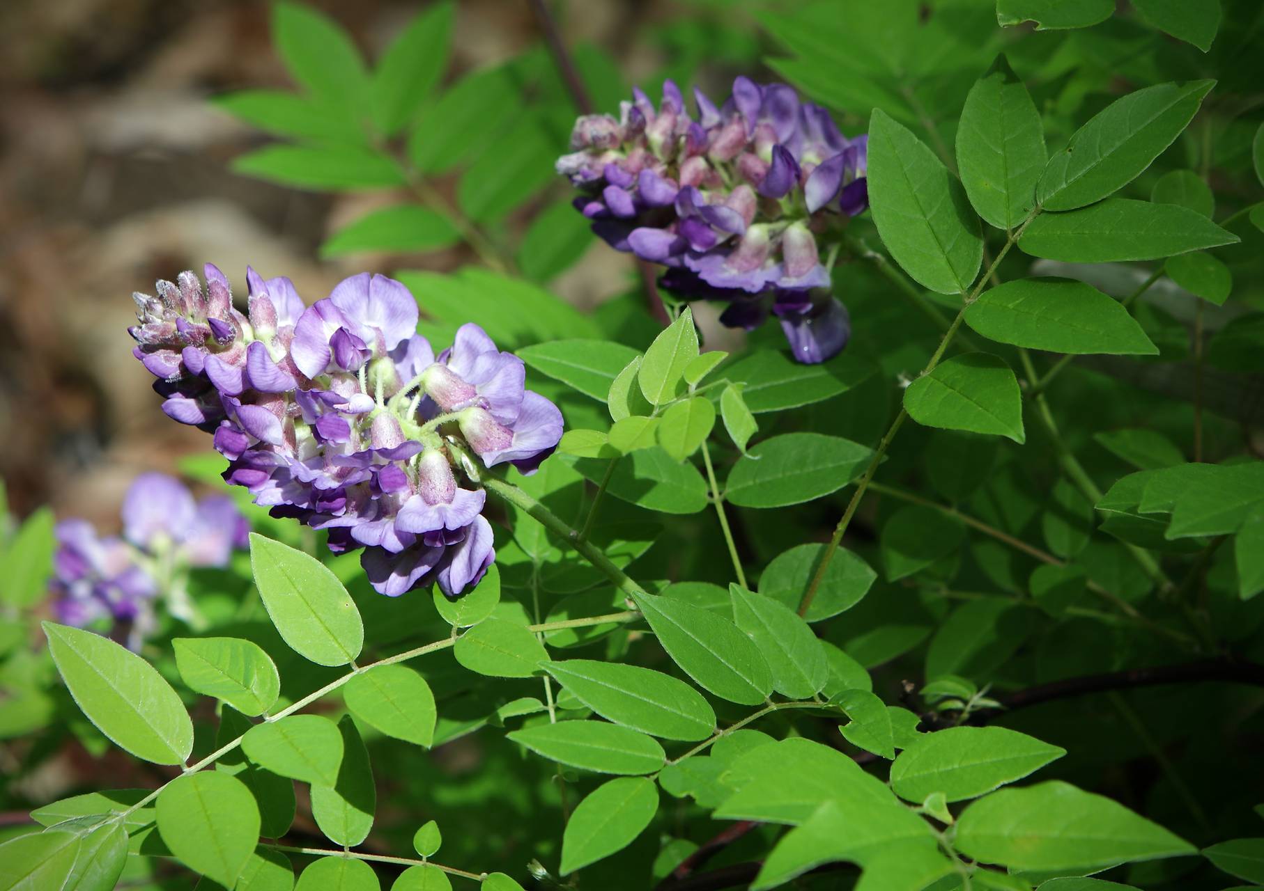 Photo of American Wisteria