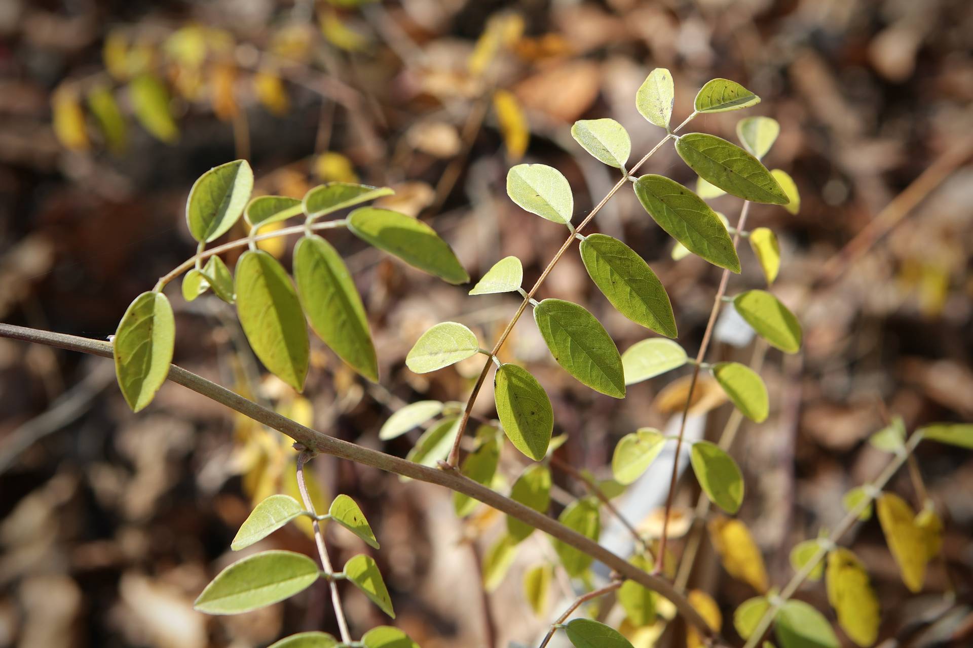 Photo of American Wisteria