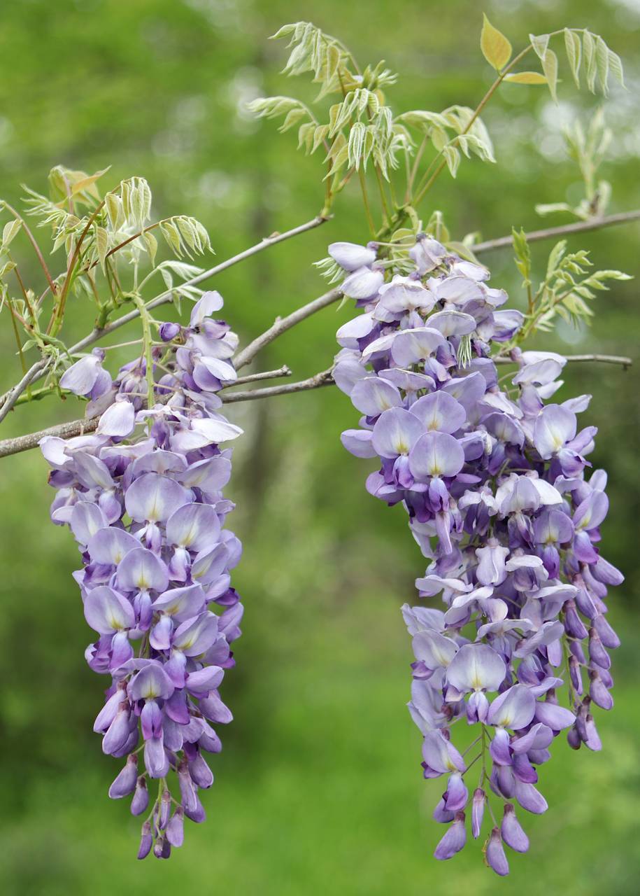 Photo of Chinese Wisteria