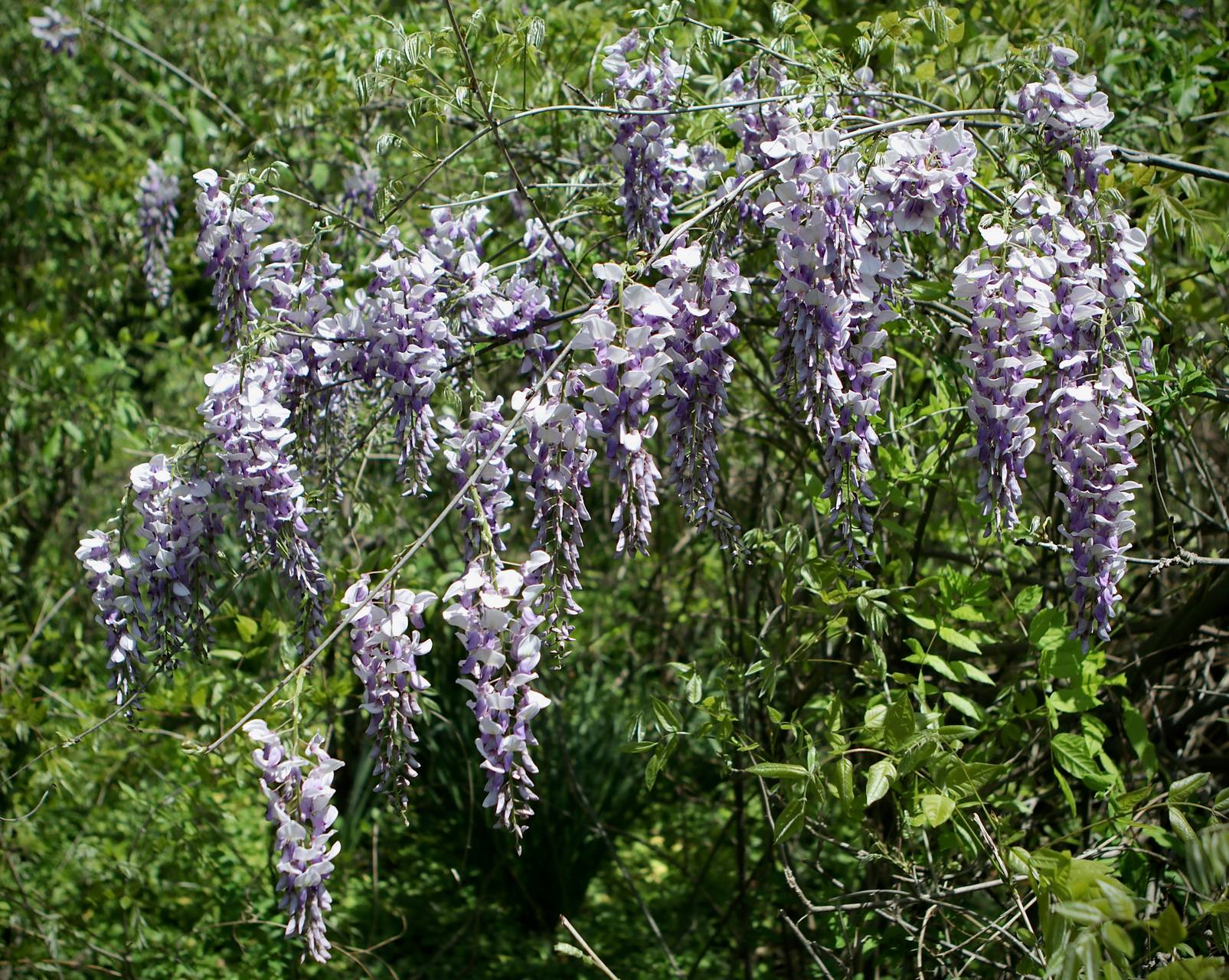 Photo of Chinese Wisteria
