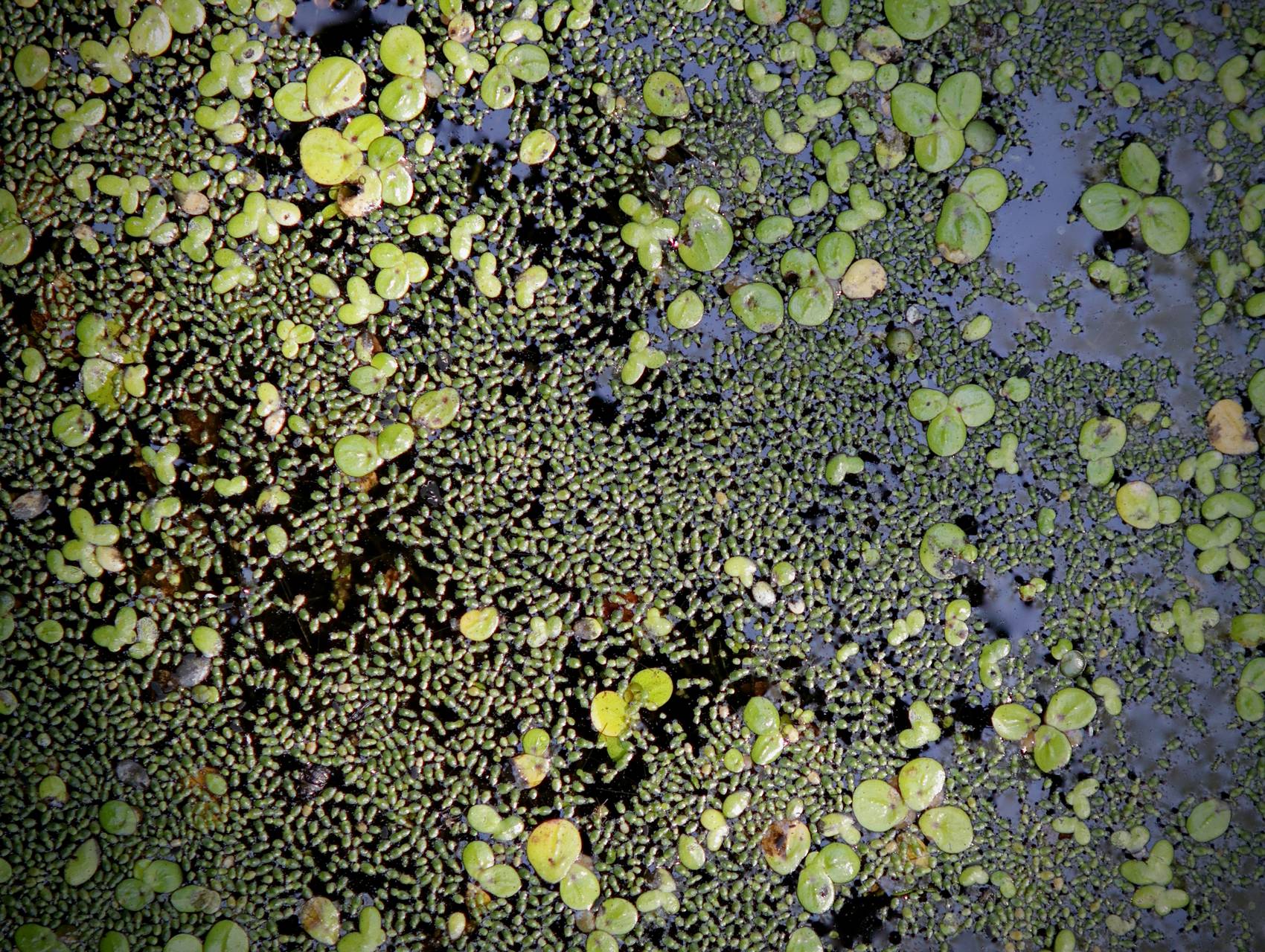 Photo of Brazilian Watermeal