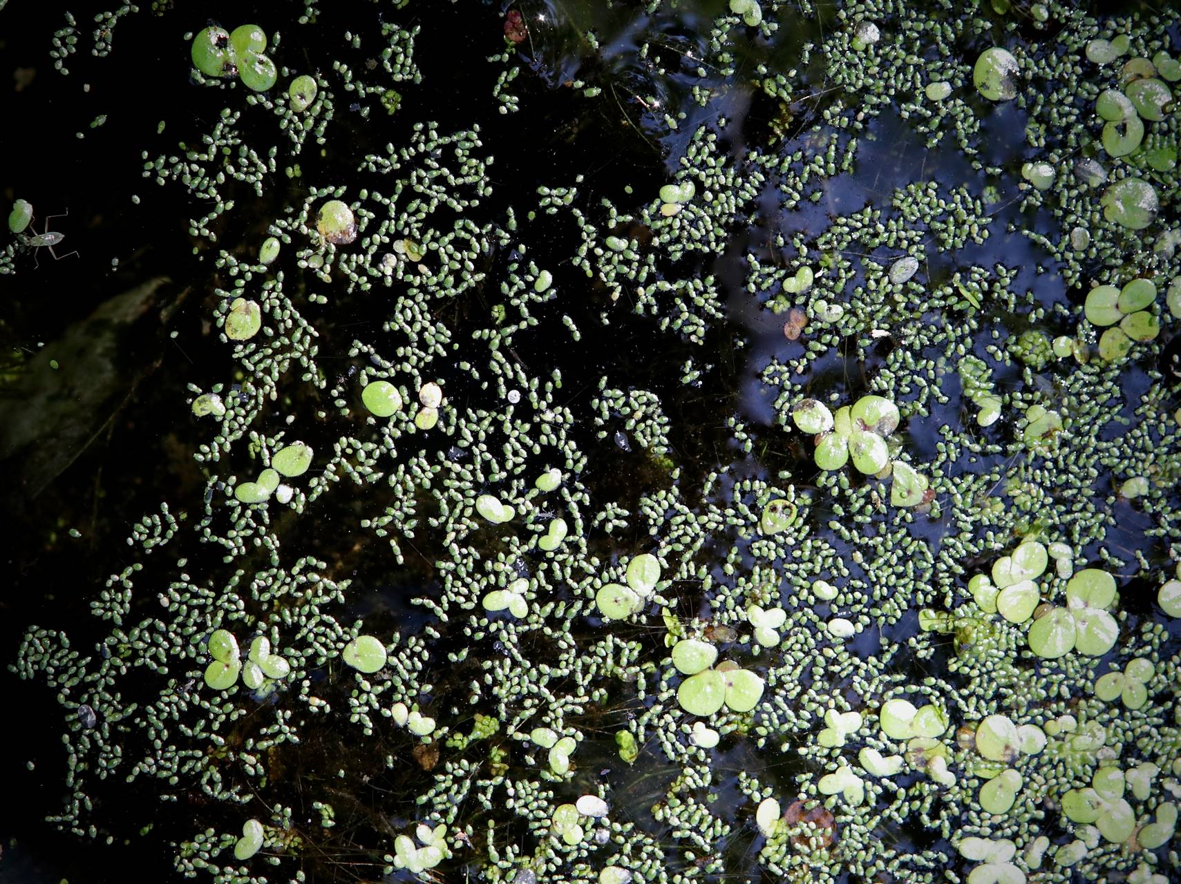 Photo of Brazilian Watermeal