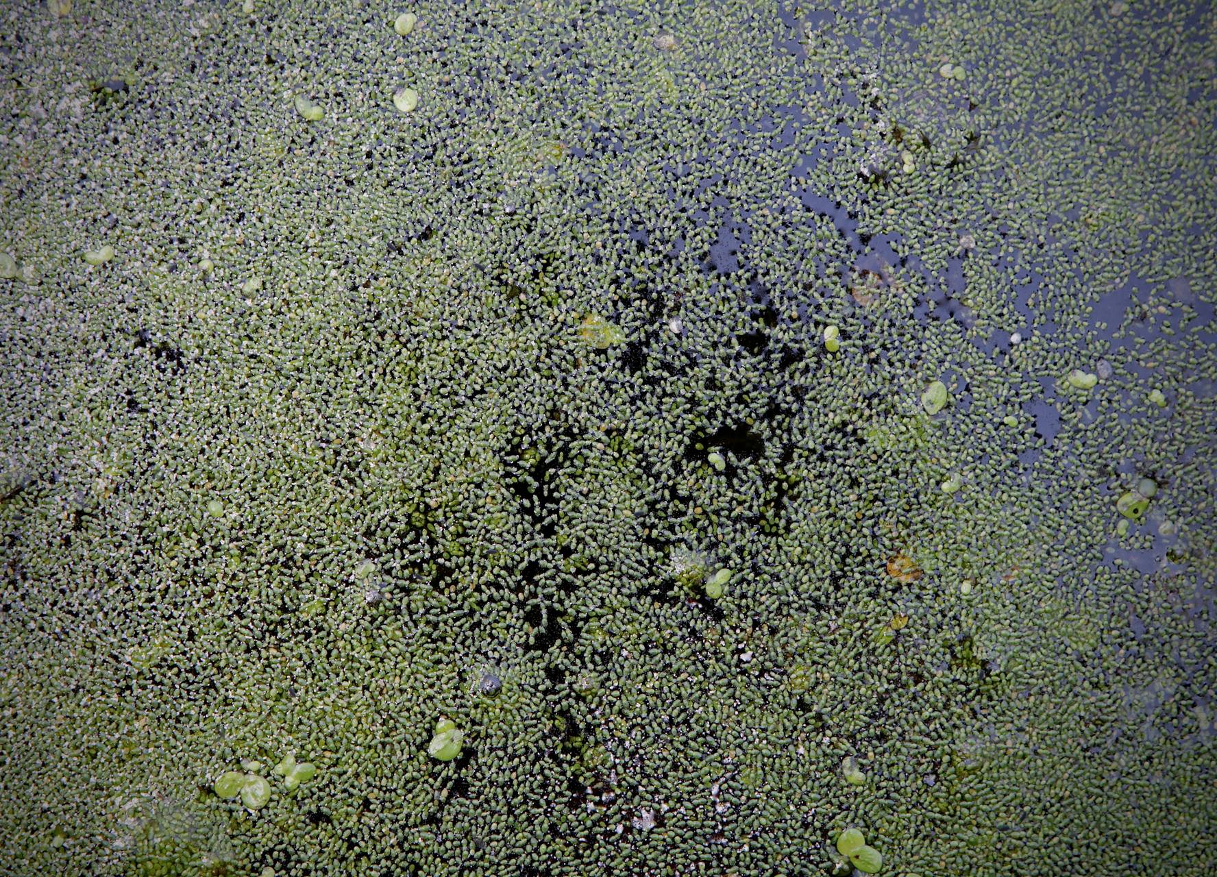 Photo of Brazilian Watermeal