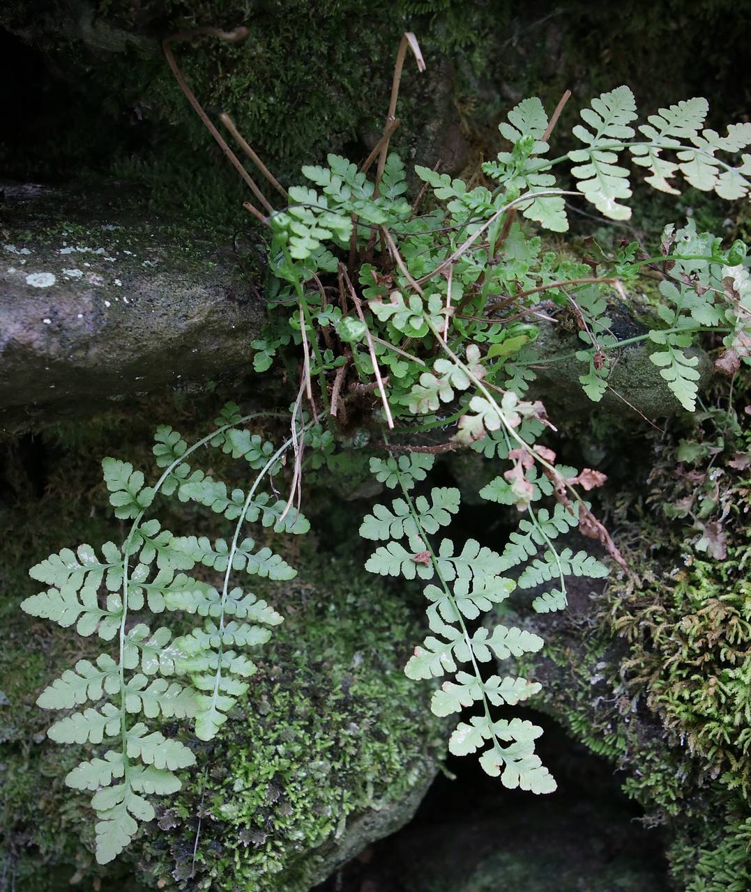 Photo of Bluntlobe Cliff Fern