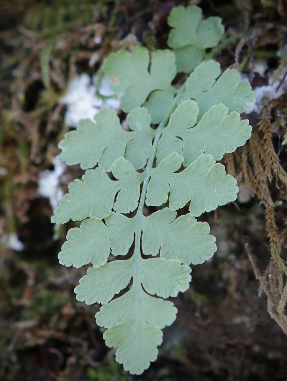 Photo of Bluntlobe Cliff Fern