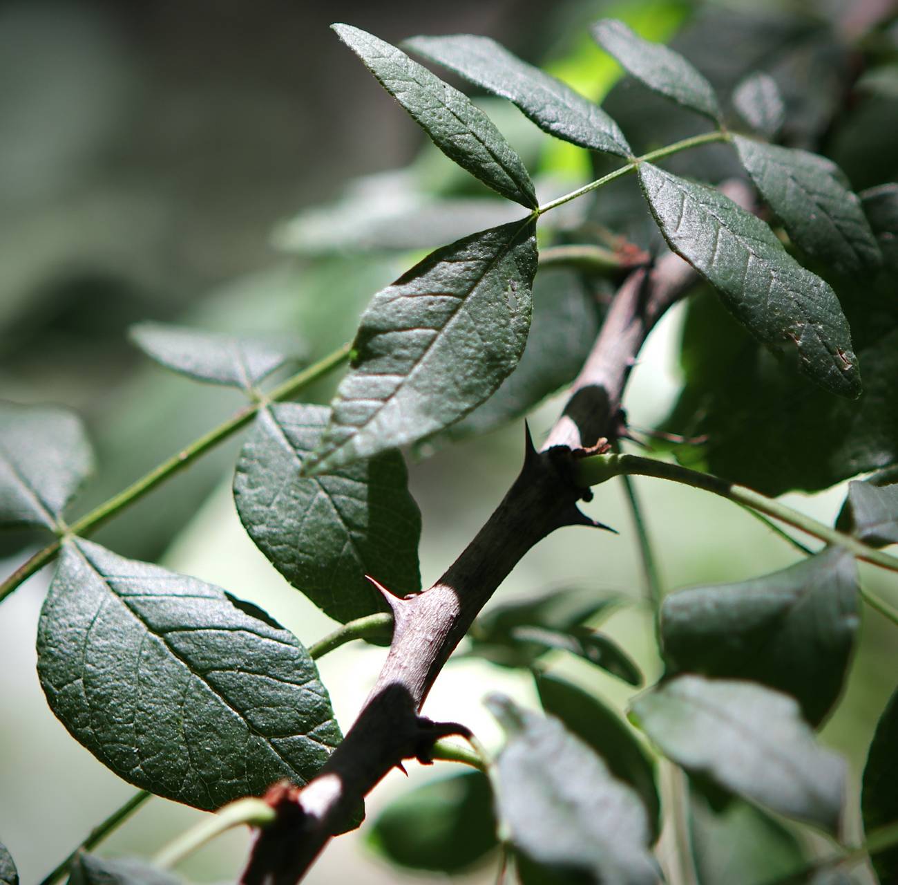 Photo of Prickly Ash