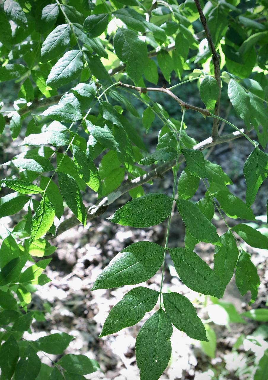 Photo of Prickly Ash