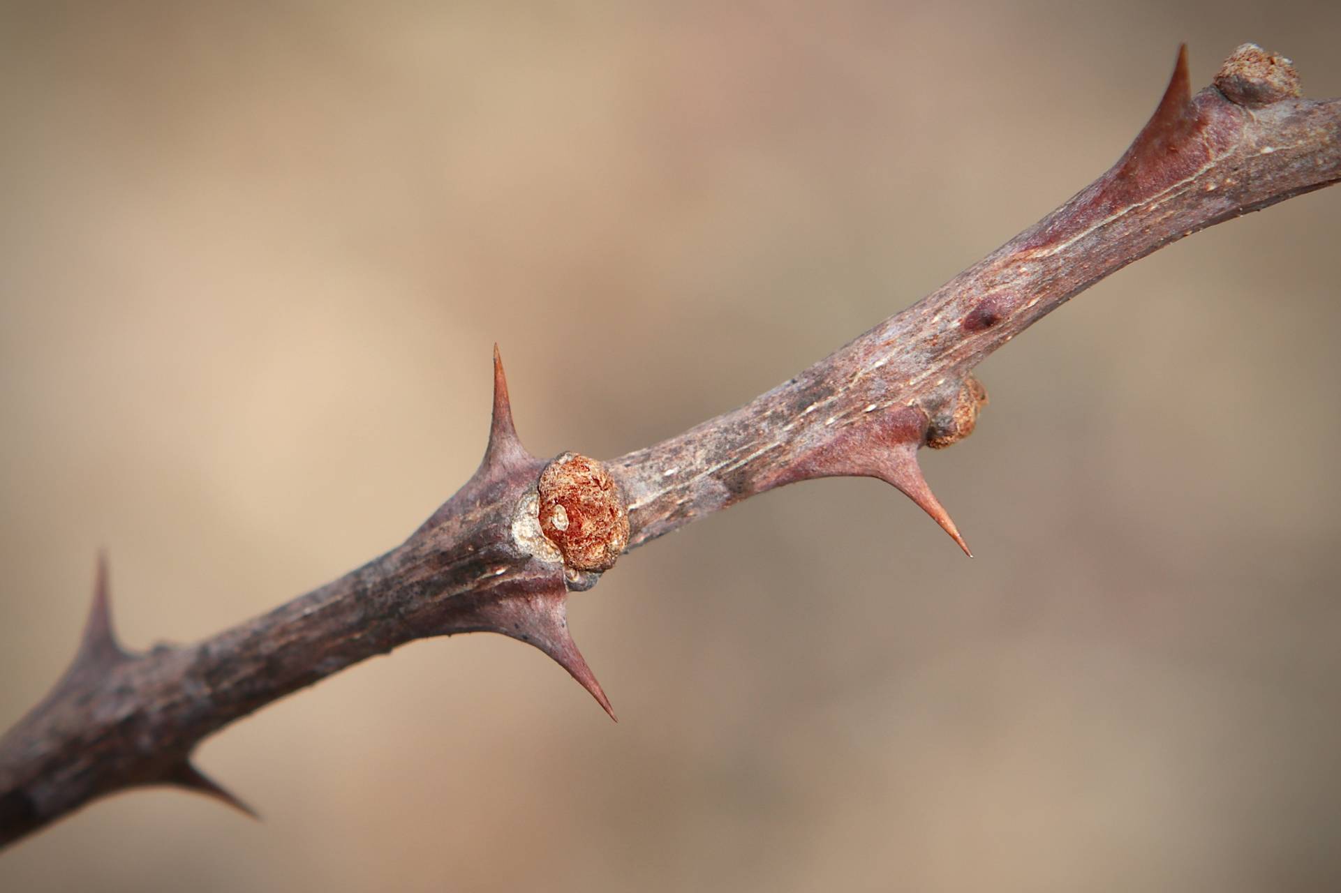 Photo of Prickly Ash