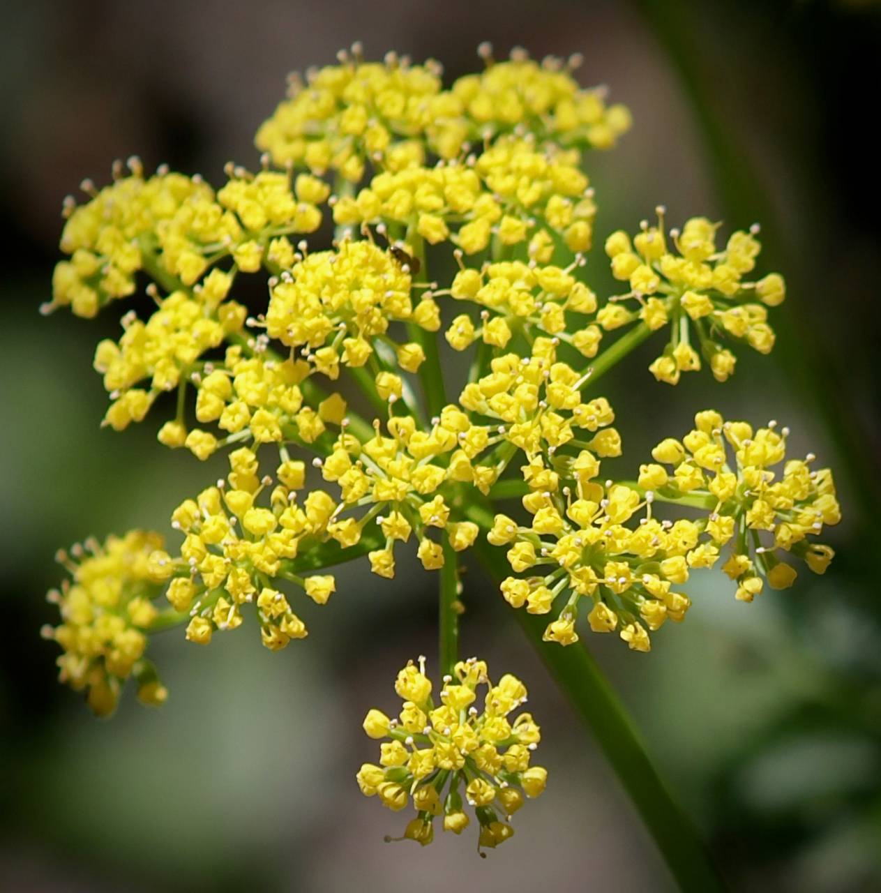 Photo of Golden Alexanders