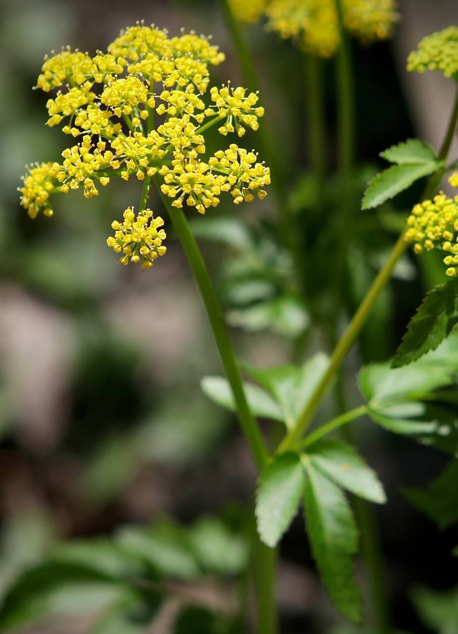 Photo of Golden Alexanders