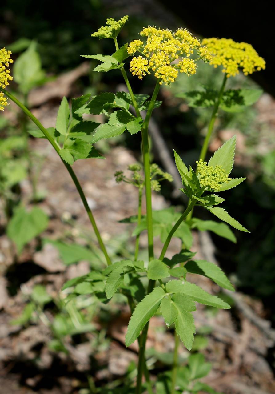 Photo of Golden Alexanders
