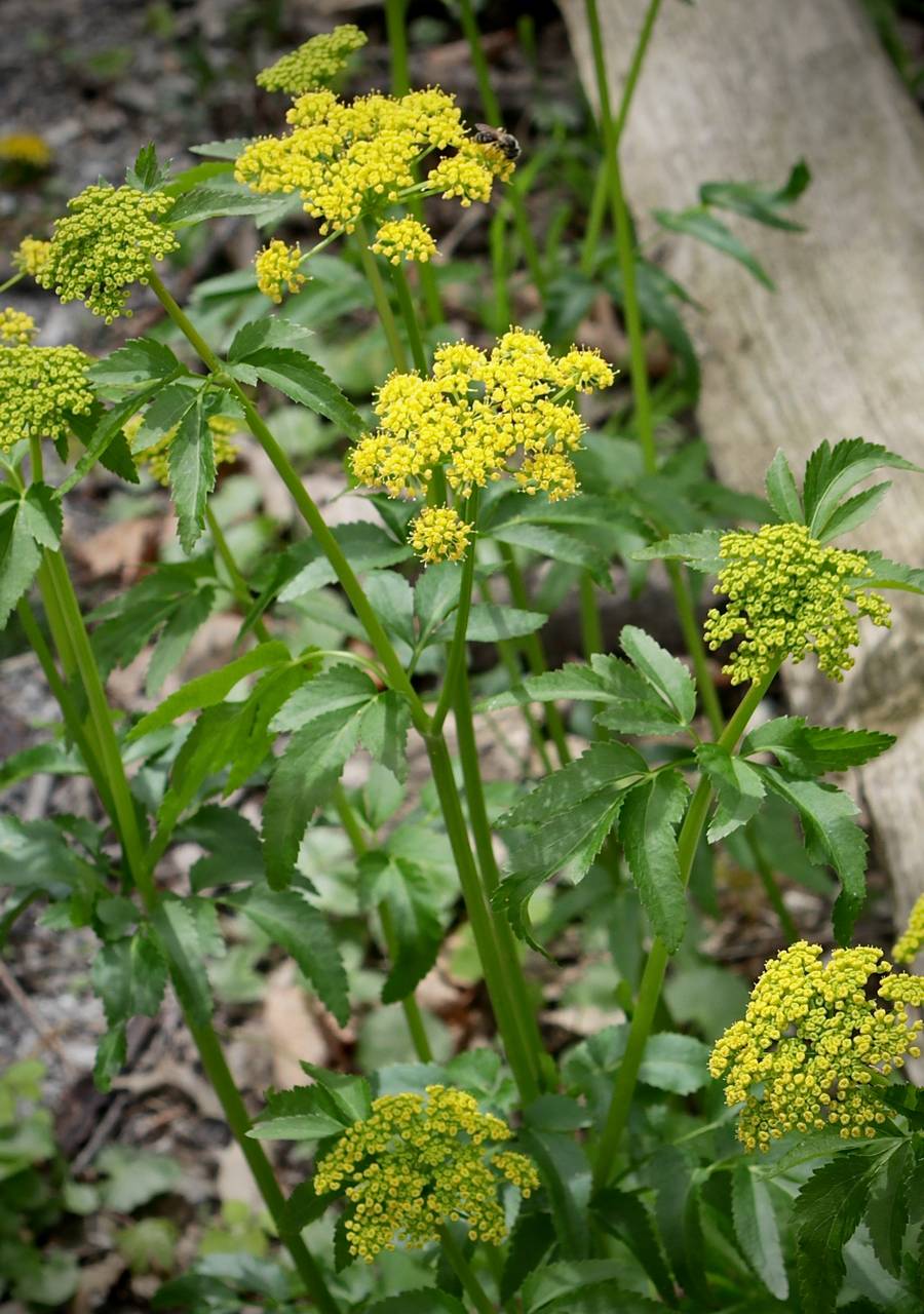 Photo of Golden Alexanders